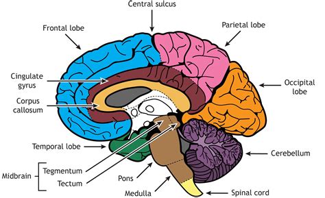 ybrai|BRAIN .